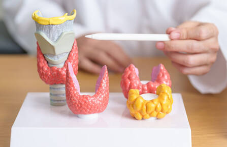 Models of the thyroid gland
