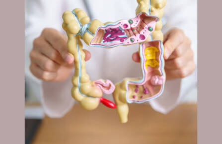 A model of a cutaway view of a colon